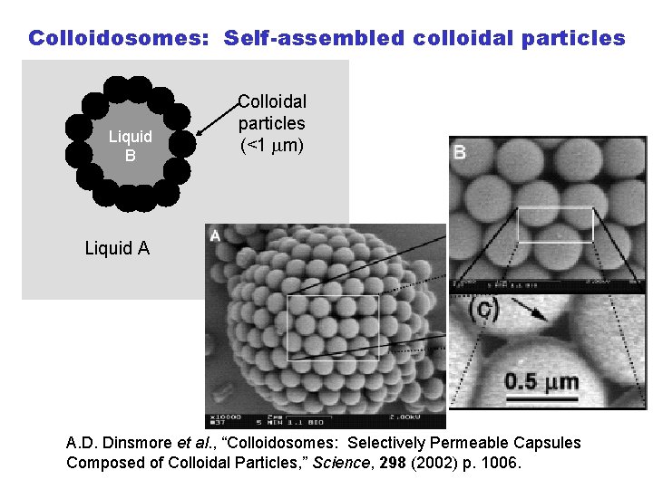 Colloidosomes: Self-assembled colloidal particles Liquid B Colloidal particles (<1 mm) Liquid A A. D.