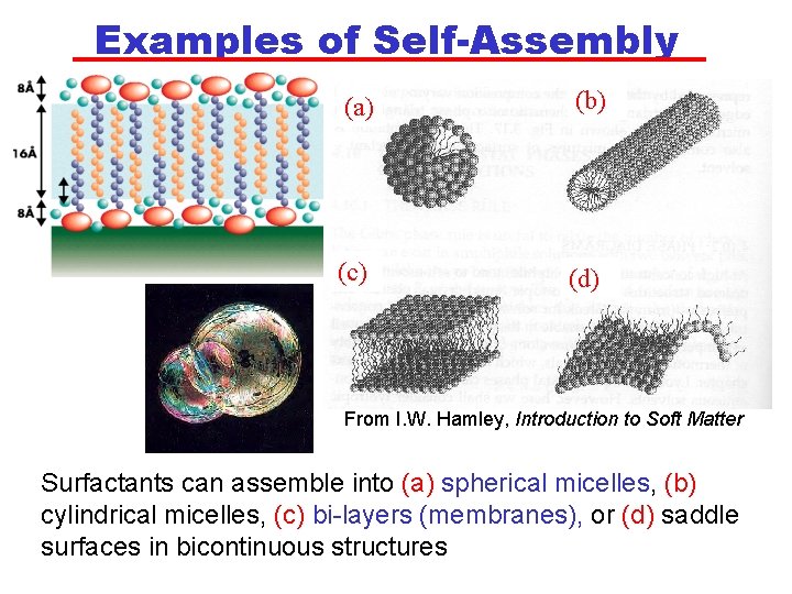 Examples of Self-Assembly (a) (b) (c) (d) From I. W. Hamley, Introduction to Soft