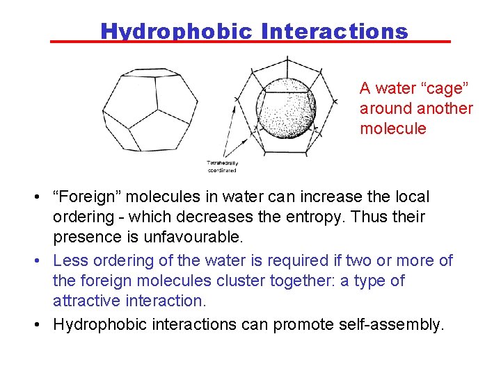 Hydrophobic Interactions A water “cage” around another molecule • “Foreign” molecules in water can