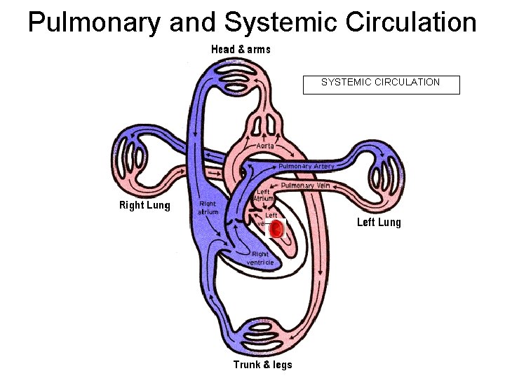 Circulation Blood Unit J Circulatory System J 1
