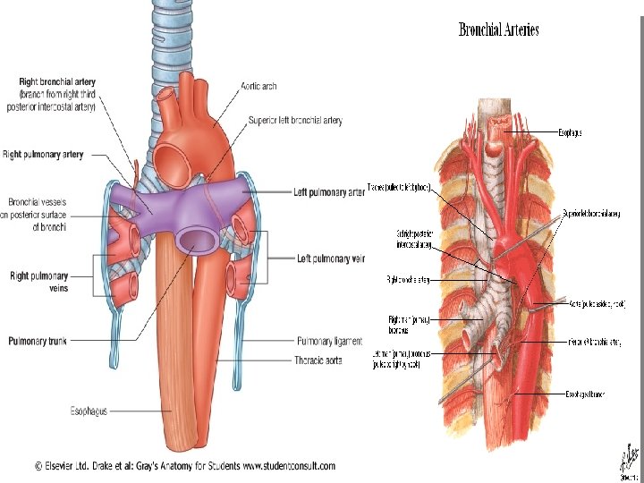 Blood Supply 