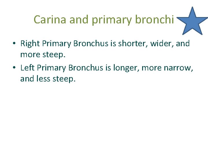 Carina and primary bronchi • Right Primary Bronchus is shorter, wider, and more steep. Carina and primary bronchi • Right Primary Bronchus is shorter, wider, and more steep.