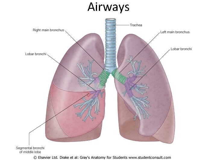 Airways 