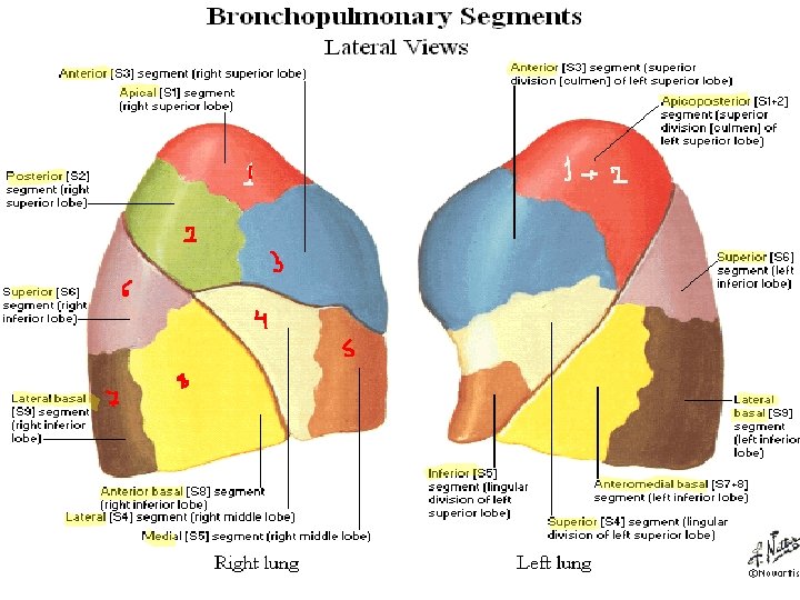 Bronchopulmonary Segments 