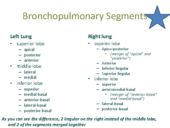 Bronchopulmonary Segments Left Lung Right lung • superior lobe – apical – posterior –