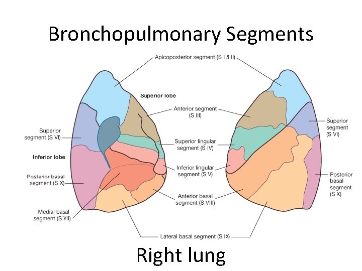 Bronchopulmonary Segments Right lung 