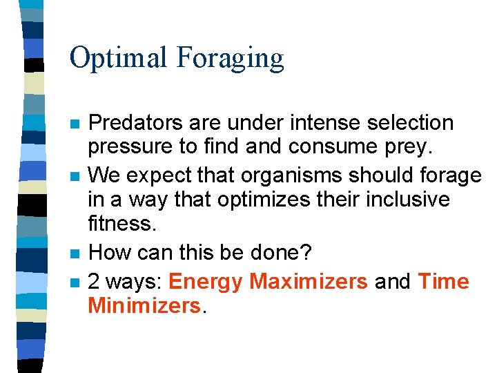 Optimal Foraging n n Predators are under intense selection pressure to find and consume