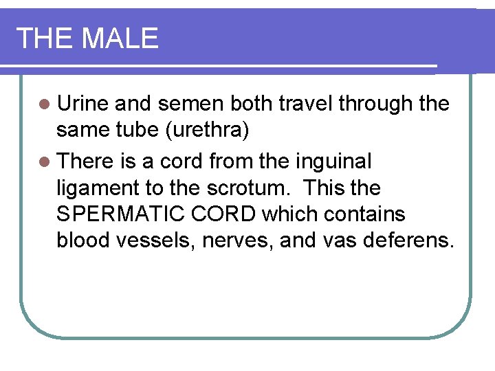 THE MALE l Urine and semen both travel through the same tube (urethra) l