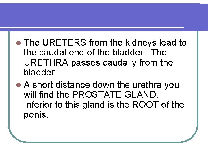 l The URETERS from the kidneys lead to the caudal end of the bladder.