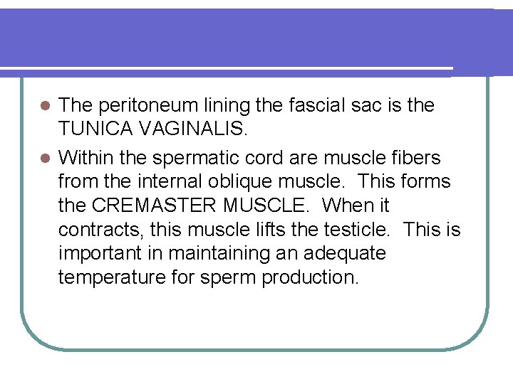 The peritoneum lining the fascial sac is the TUNICA VAGINALIS. l Within the spermatic