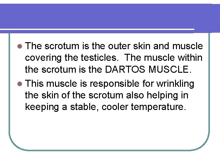 l The scrotum is the outer skin and muscle covering the testicles. The muscle
