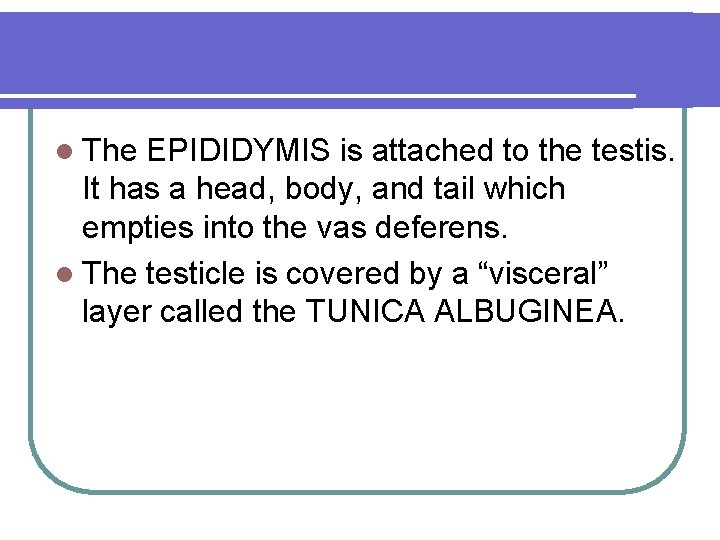 l The EPIDIDYMIS is attached to the testis. It has a head, body, and
