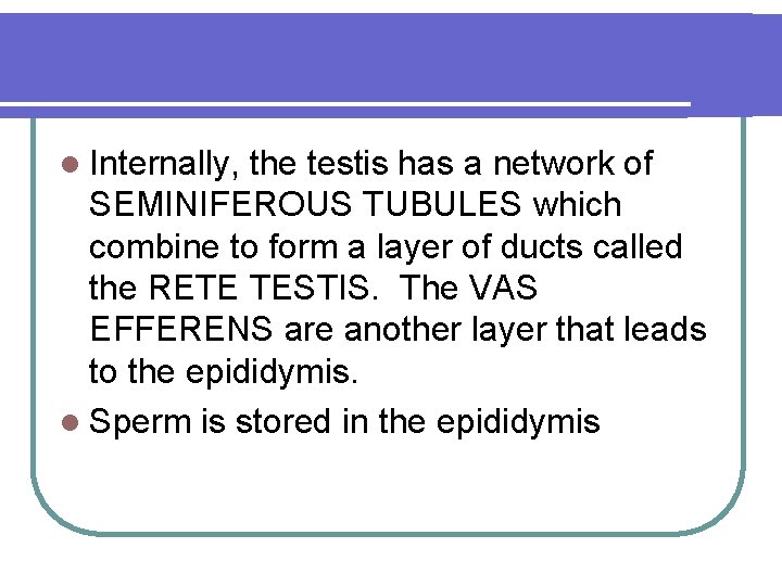 l Internally, the testis has a network of SEMINIFEROUS TUBULES which combine to form