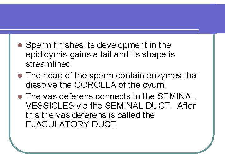 Sperm finishes its development in the epididymis-gains a tail and its shape is streamlined. Sperm finishes its development in the epididymis-gains a tail and its shape is streamlined.