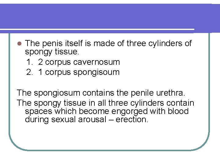 l The penis itself is made of three cylinders of spongy tissue. 1. 2