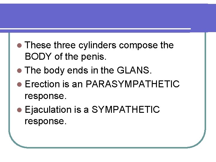 l These three cylinders compose the BODY of the penis. l The body ends