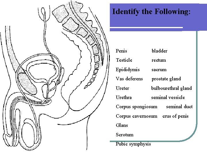 Identify the Following: Penis bladder Testicle rectum Epididymis sacrum Vas deferens prostate gland Ureter Identify the Following: Penis bladder Testicle rectum Epididymis sacrum Vas deferens prostate gland Ureter