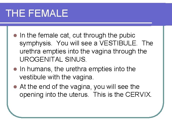 THE FEMALE In the female cat, cut through the pubic symphysis. You will see