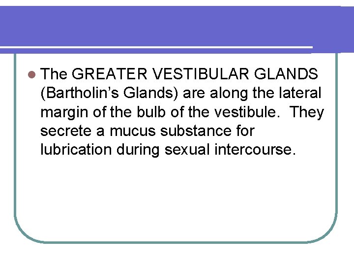 l The GREATER VESTIBULAR GLANDS (Bartholin’s Glands) are along the lateral margin of the