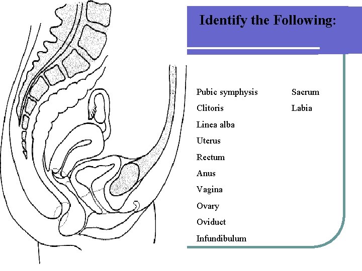 Identify the Following: Pubic symphysis Sacrum Clitoris Labia Linea alba Uterus Rectum Anus Vagina