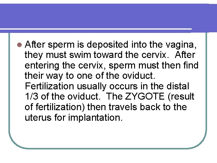 l After sperm is deposited into the vagina, they must swim toward the cervix.