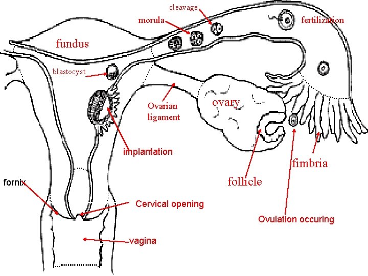 cleavage morula fertilization fundus ovum blastocyst Ovarian ligament ovary body implantation fimbria follicle fornix