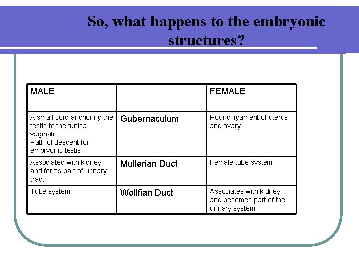So, what happens to the embryonic structures? MALE FEMALE A small cord anchoring the