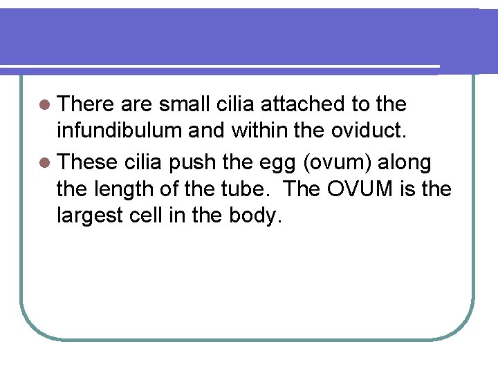 l There are small cilia attached to the infundibulum and within the oviduct. l