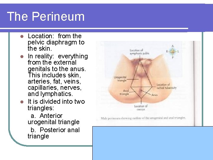 The Perineum Location: from the pelvic diaphragm to the skin. l In reality: everything