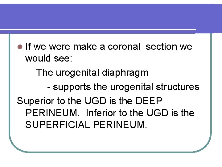 l If we were make a coronal section we would see: The urogenital diaphragm