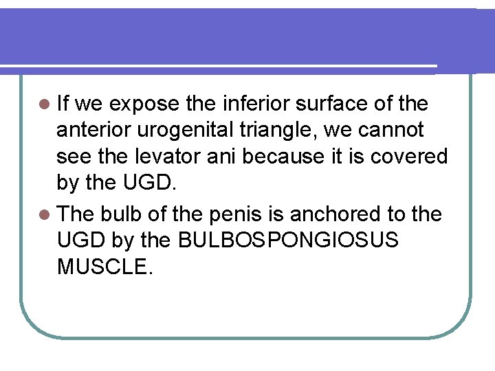 l If we expose the inferior surface of the anterior urogenital triangle, we cannot
