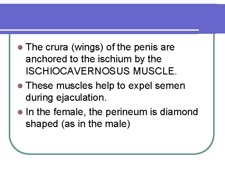 l The crura (wings) of the penis are anchored to the ischium by the