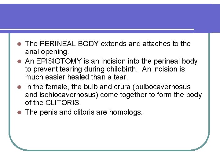 The PERINEAL BODY extends and attaches to the anal opening. l An EPISIOTOMY is