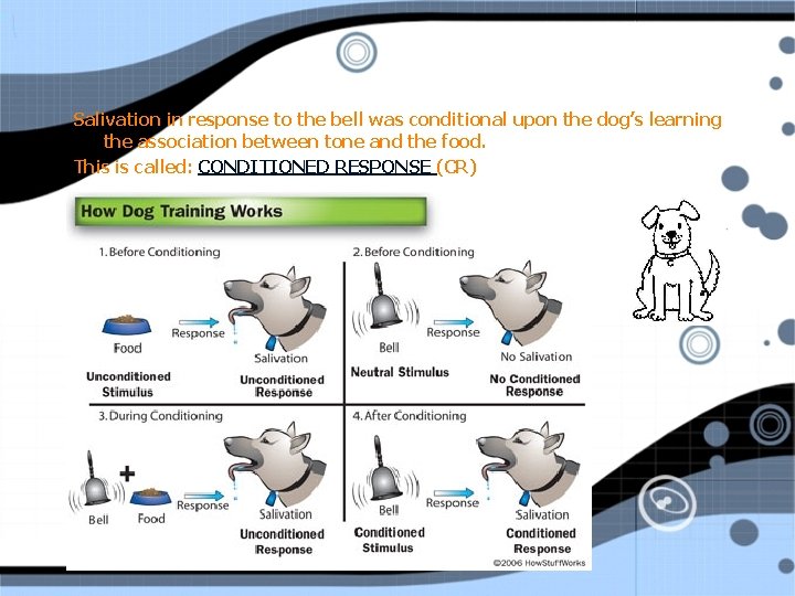 Salivation in response to the bell was conditional upon the dog’s learning the association