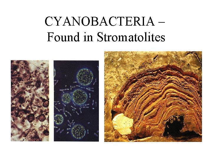 CYANOBACTERIA – Found in Stromatolites 