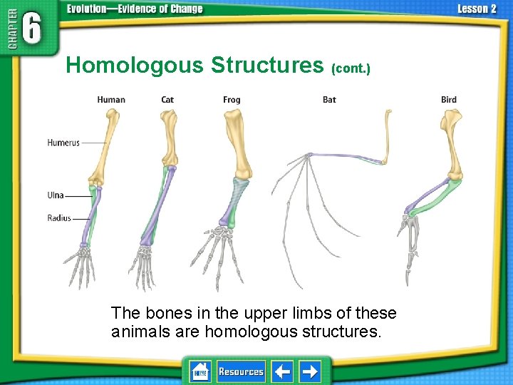 6. 2 Biological Evidence Homologous Structures (cont. ) The bones in the upper limbs