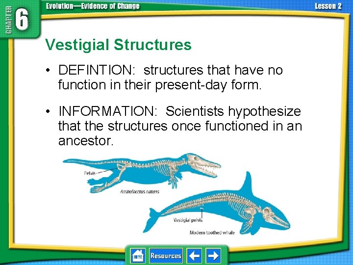 6. 2 Biological Evidence Vestigial Structures • DEFINTION: structures that have no function in