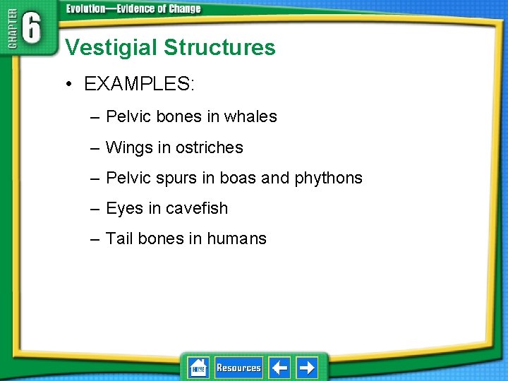 Vestigial Structures • EXAMPLES: – Pelvic bones in whales – Wings in ostriches –