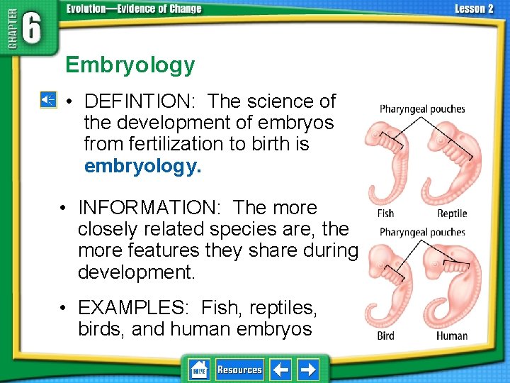6. 2 Biological Evidence Embryology • DEFINTION: The science of the development of embryos