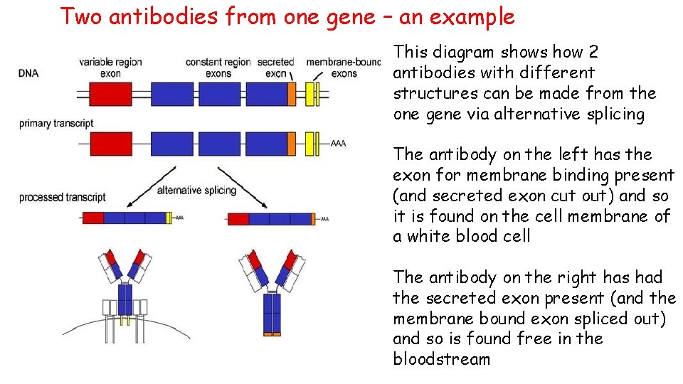 Two antibodies from one gene – an example This diagram shows how 2 antibodies