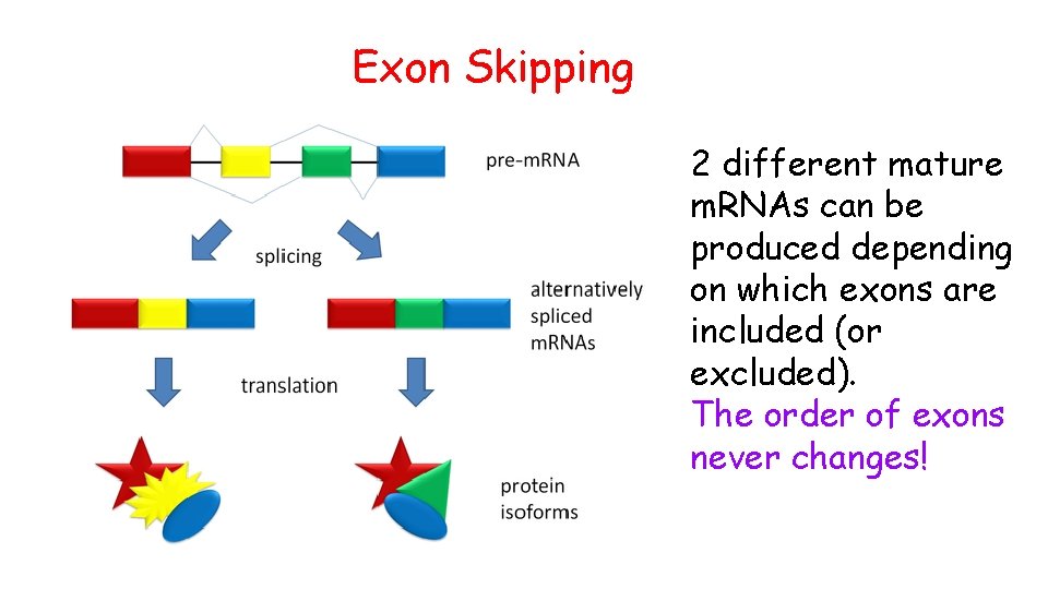 Exon Skipping 2 different mature m. RNAs can be produced depending on which exons