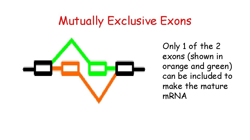 Mutually Exclusive Exons Only 1 of the 2 exons (shown in orange and green)