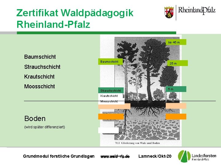 Vier Vegetationsschichten Zertifikat Waldpädagogik Rheinland-Pfalz bis 45 m Baumschicht Strauchschicht 25 m Krautschicht Moosschicht