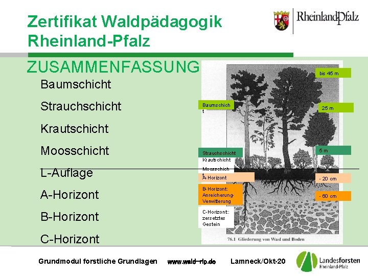Boden Zertifikat Waldpädagogik Rheinland-Pfalz ZUSAMMENFASSUNG bis 45 m Baumschicht Strauchschicht Baumschich t 25 m