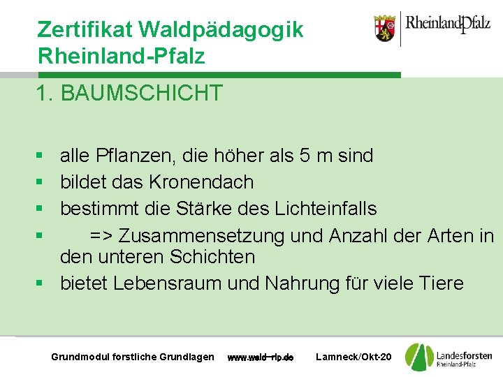 Zertifikat Waldpädagogik Rheinland-Pfalz 1. BAUMSCHICHT § alle Pflanzen, die höher als 5 m sind