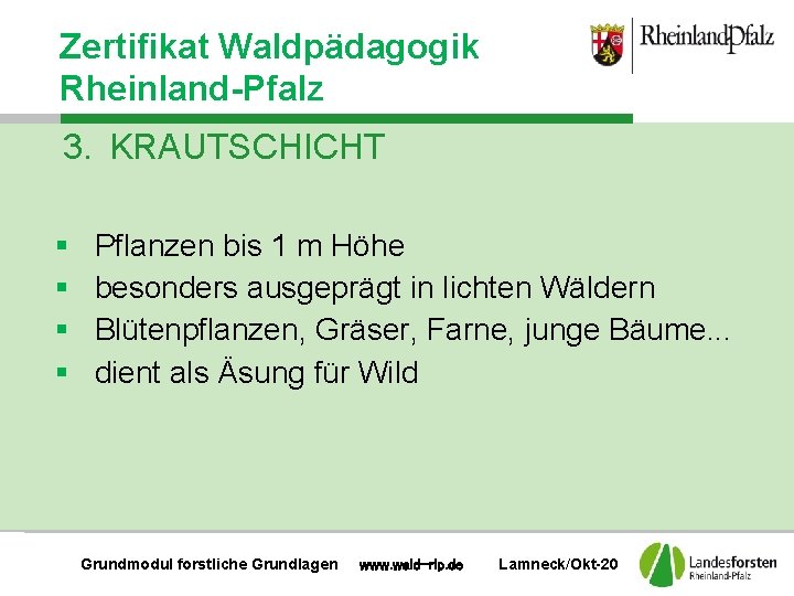 Zertifikat Waldpädagogik Rheinland-Pfalz 3. KRAUTSCHICHT § § Pflanzen bis 1 m Höhe besonders ausgeprägt
