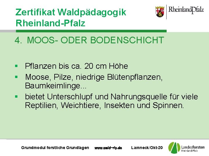 Zertifikat Waldpädagogik Rheinland-Pfalz 4. MOOS- ODER BODENSCHICHT § Pflanzen bis ca. 20 cm Höhe