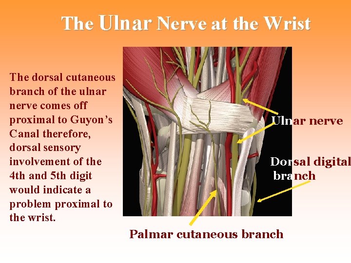 The Ulnar Nerve at the Wrist The dorsal cutaneous branch of the ulnar nerve