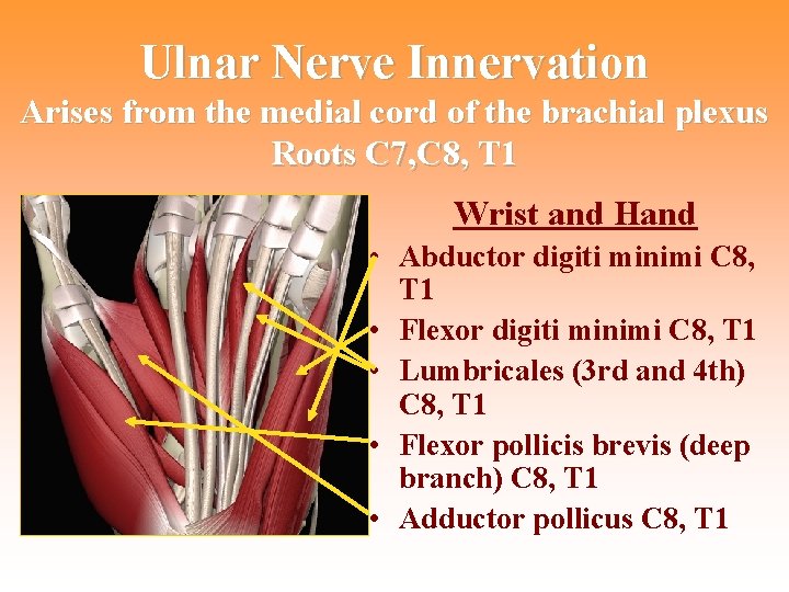Ulnar Nerve Innervation Arises from the medial cord of the brachial plexus Roots C