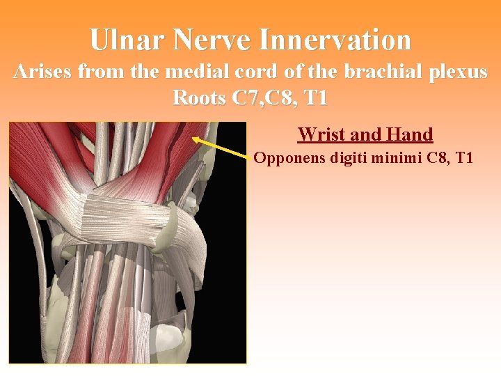 Ulnar Nerve Innervation Arises from the medial cord of the brachial plexus Roots C